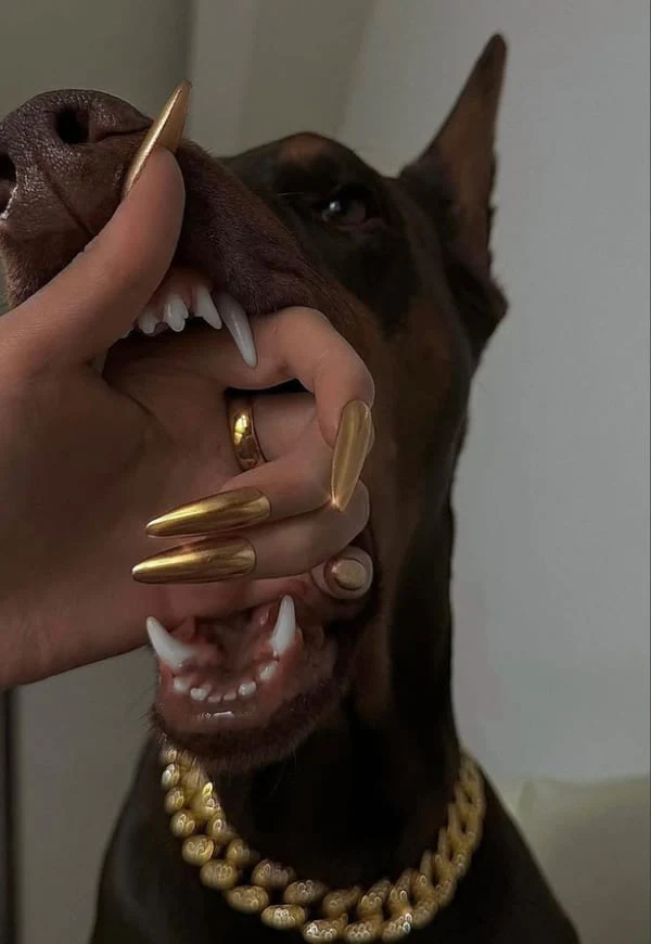 A doberman in a gold chain
