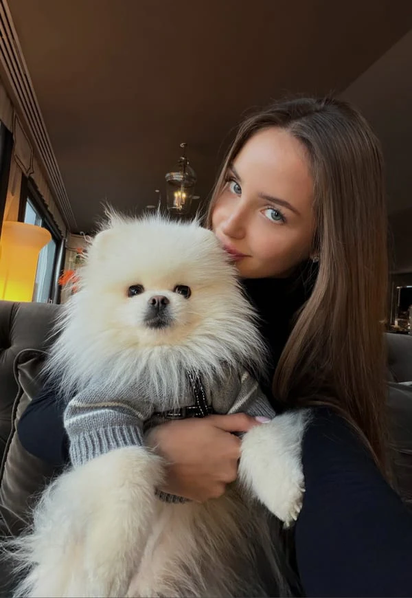A white pomeranian in a sweater